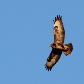 Buteo