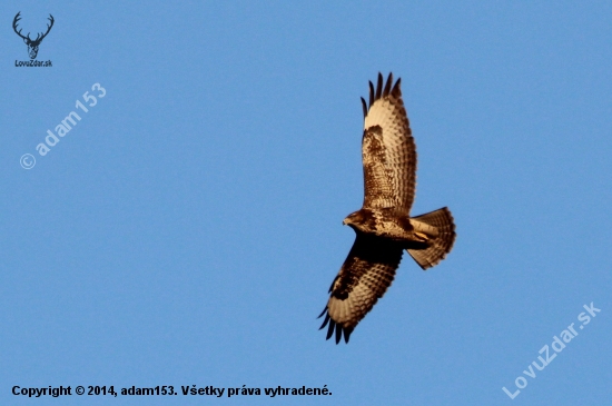Buteo