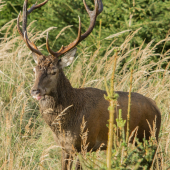 Láskyplný bučák :D