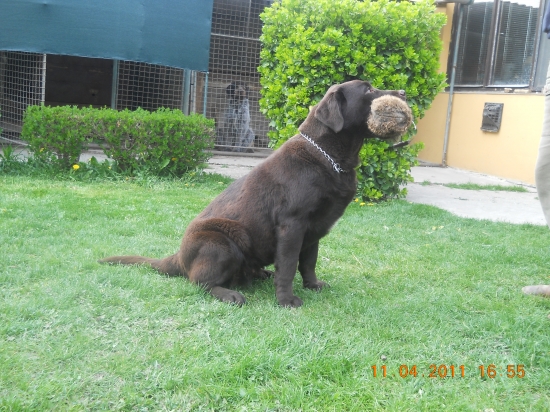 Fibi