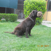Fibi