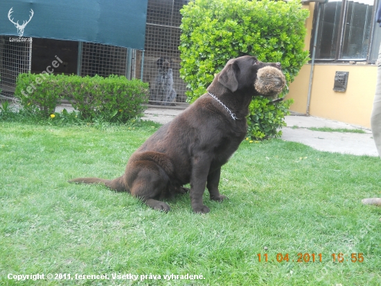 Fibi