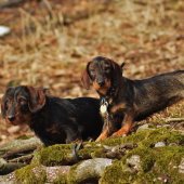 Cessy a Doris