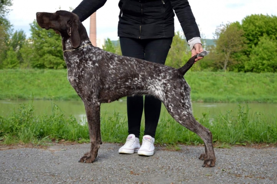 Príprava na výstavu