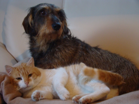 Nerozlučná dvojica