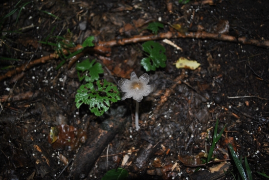 krásna ako kvetinka