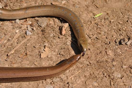 žeby láska na prvý pohľad? :o)