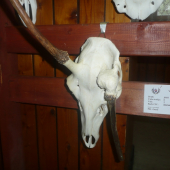 abnormalitka