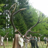kyslinky 2011