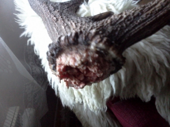 toto sa stane ked sa jelene prehanaju