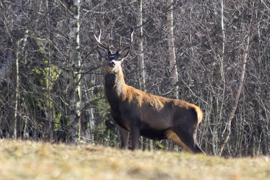 jelínek