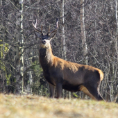 jelínek