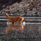 srnec sa kúpe vo váhu