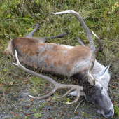 Ruja 2008