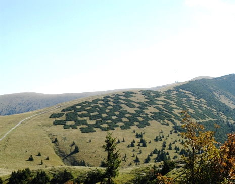 Kráľovské šachy