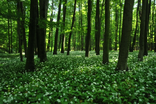 Medvedí koberec...
