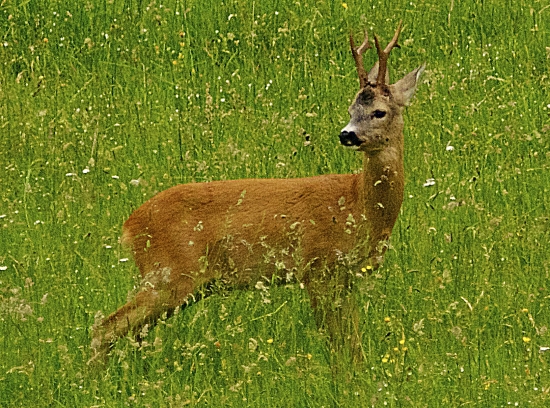 Spozornel..