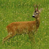 Spozornel..