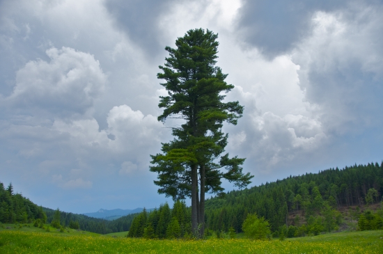 Borovica limba