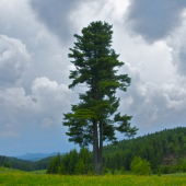 Borovica limba