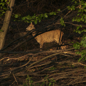 Srnec v zapadajúcom slnku