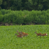 Vysoká v kukurici..