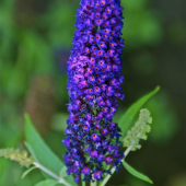 Budleia Davidii