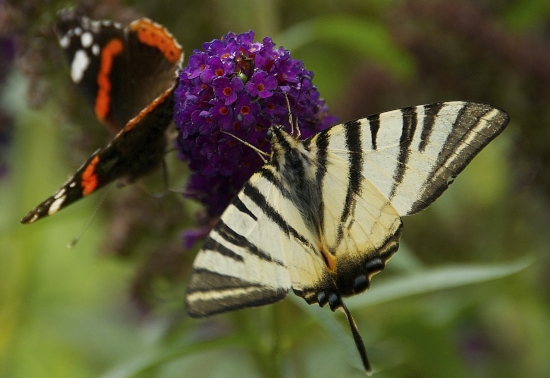 Motýlia symfónia...
