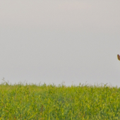 Vzájomne roztúžení...