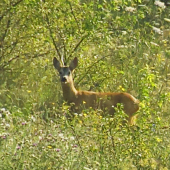 Jednoparožkový ...