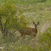 .. jeho partnerka...