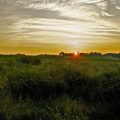 Ranná čakaná v srnčej ruji..