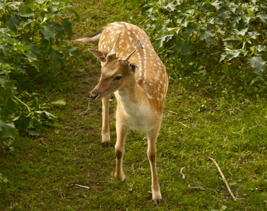 Nerozhodný
