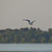 Let čajky v zapadajúcom slnku...