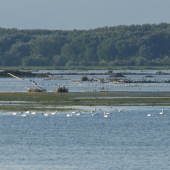 Raj vodného vtáctva...