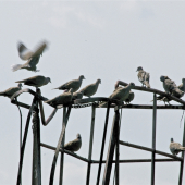 Hrdličia symfónia..