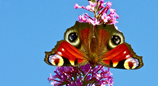 Babôčka pávooká...