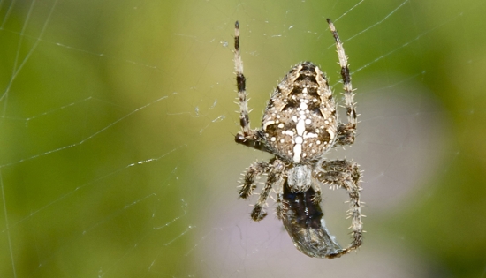Križiak požiera svoju korisť..