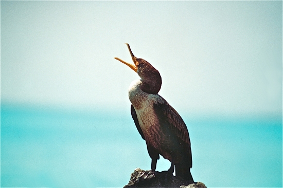 Kormorán