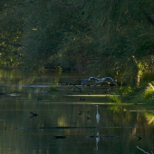 Zátišie s volavkami a lyskami..