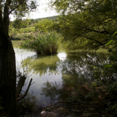 V tieni starých vŕb...