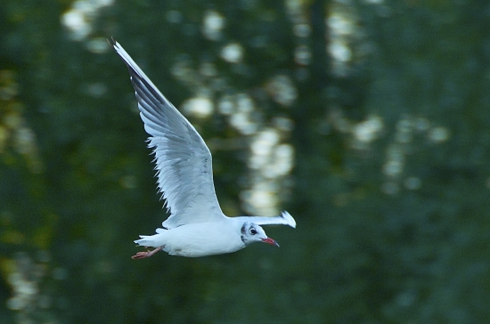 Čajka