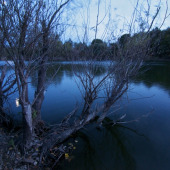 Sonáta mesačného svitu..