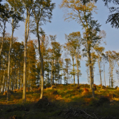 Krásna bučina po polome..Jesenný pohľad.
