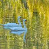 Zlaté jazero a labute
