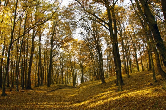 Metamorfózy jesene...