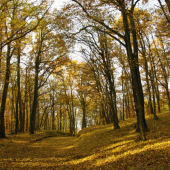 Metamorfózy jesene...