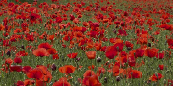 Letné reminiscencie...