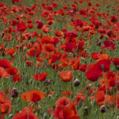 Letné reminiscencie...