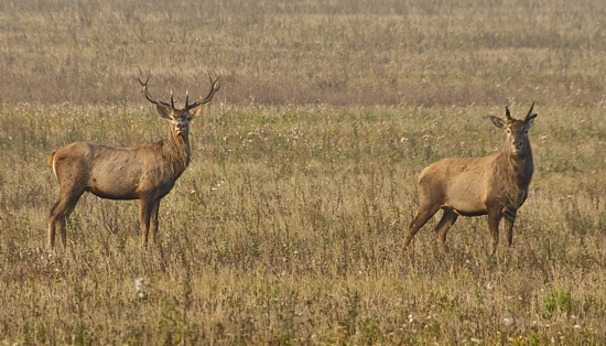 Jelene ešte raz..z iného pohľadu